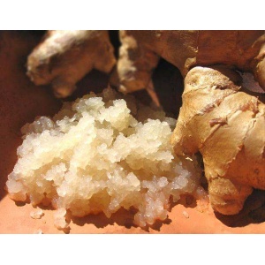 ginger-beer-plant