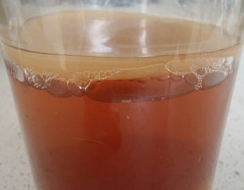 Kombucha scoby